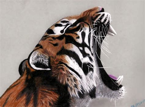 Yawning Tiger - Colored Pencils Drawing by JasminaSusak on DeviantArt