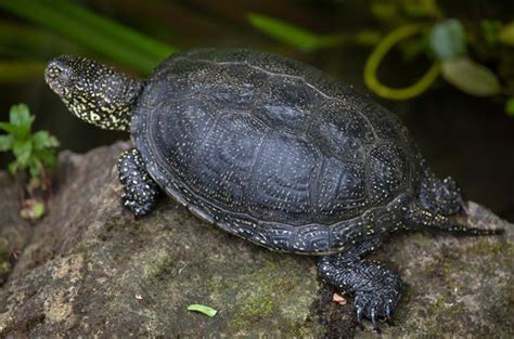 European Pond Turtle Information and Pictures - PetGuide | PetGuide