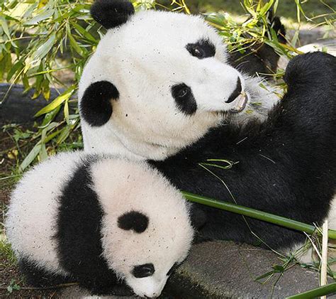 News Alert: New Panda in San Diego Zoo | Baby Animal Zoo