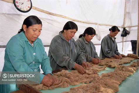 Vicuna (Vicugna vicugna) wool processing plant, women employed from ...