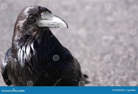 Raven Closeup stock image. Image of nature, feathers, detailed - 8555423