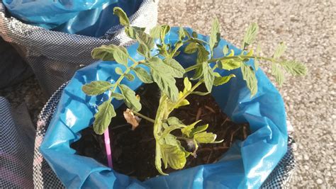 Nitrogen deficiency in tomato plants grown in bags instead of pots on ...