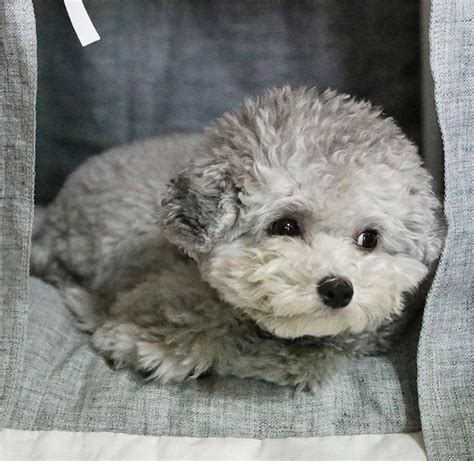 Silver Toy Poodle Teddy Bear Cut | Wow Blog