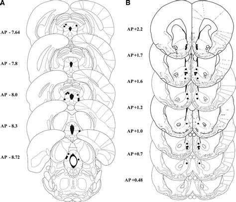 Schematic representations of the positions of injector tips in the PAG ...