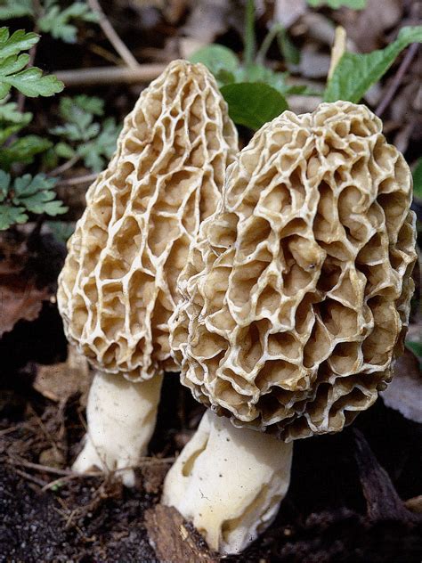 Morchella esculenta - Alchetron, The Free Social Encyclopedia