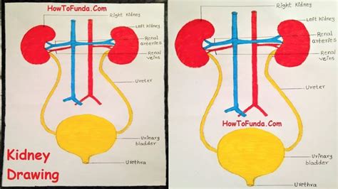 kidney drawing easy step by step video | howtofunda | Easy drawings ...