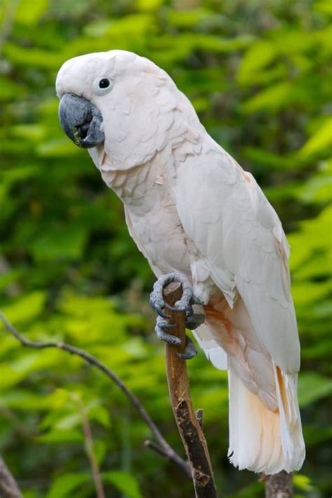 10 Intelligent and Friendly Pet Parrot Species