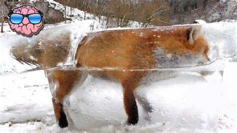 Top 10 AMAZING ANIMALS Found FROZEN IN TIME | Doovi