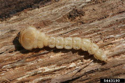 Flatheaded appletree borer: A pest of trees in nurseries and landscapes ...