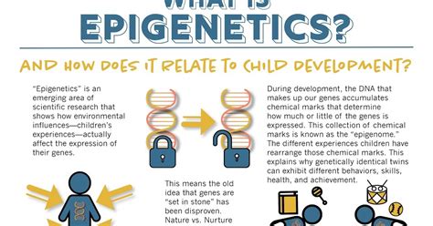 Epigenetics and Child Development: How Children’s Experiences Affect ...