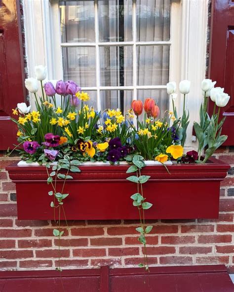 20 Window Box Flower Ideas - What Flowers to Plant in Window Boxes | Apartment Therapy