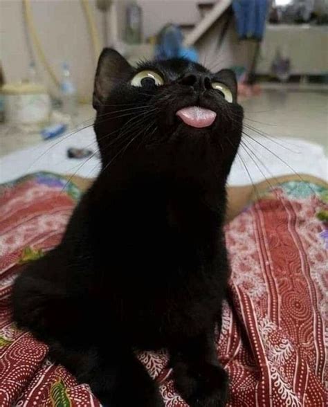 People: Black cats are bad luck! Black cats: : r/aww