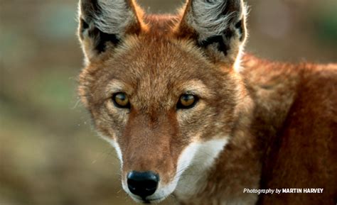 Saving the critically endangered Ethiopian wolf from extinction | African Wildlife Foundation