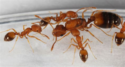 Pharaoh Ants are very small, yellowish ants. They are found in many areas of the United States ...