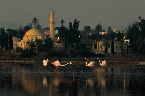 Things to Do in Larnaca, Cyprus - Trip & Trail