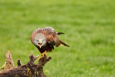 Red Kite, Bird of Prey Portrait. the Bird is Sitting on a Stump Stock ...