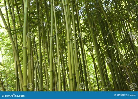 Bamboo Stalks stock photo. Image of united, tropical - 12933222