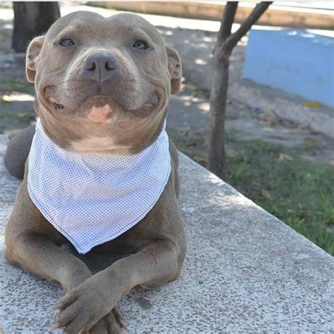 A very happy pibble with a beautiful smile : r/pitbulls