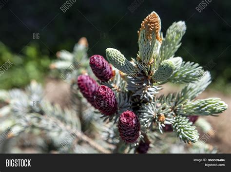 Image Fir Tree Forest Image & Photo (Free Trial) | Bigstock