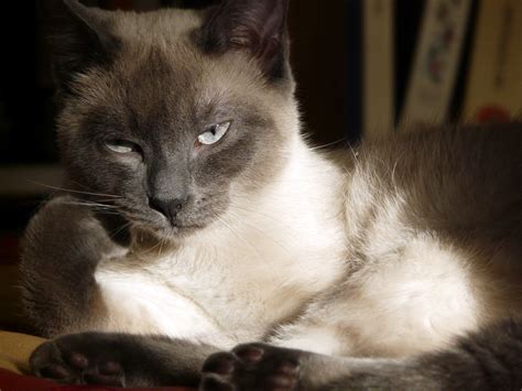 Blue siamese cat. | Siamese cats, Cats, Pretty cats