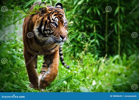 Hunting Tiger Stock Photo - Image: 3808640