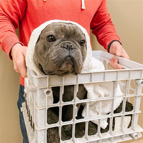 French bulldog as E.T. | Pet day, Pet news, French bulldog