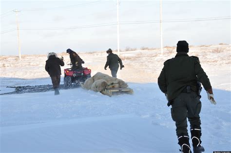 Churchill, Manitoba, 'Polar Bear Capital Of The World': Small-Town ...