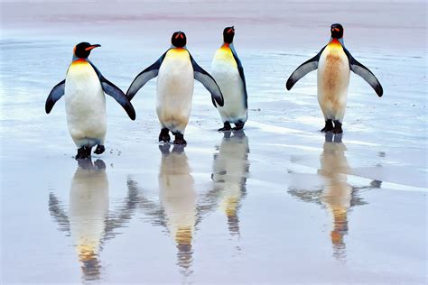 All new wallpaper : Penguin wallpapers hd