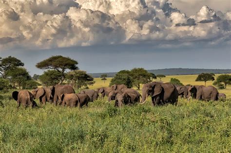 TARANGIRE ELEPHANT HERD, Tanzania, Africa - RobsWildlife