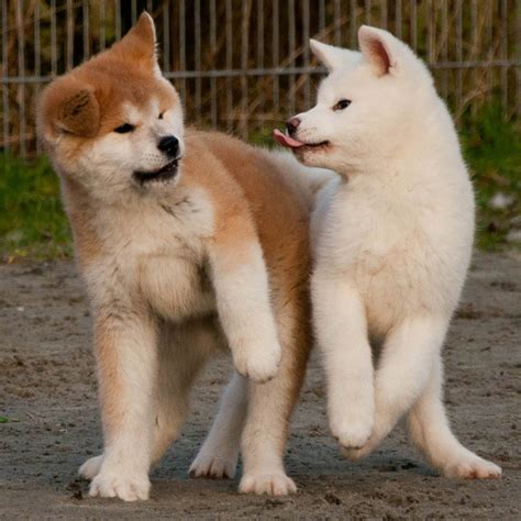 American Akita Breed Guide - Learn about the American Akita.