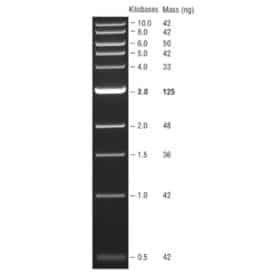 1 kb DNA Ladder, NEB - LabMal