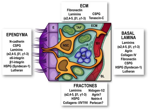 Frontiers | Neural Stem Cell Regulation by Adhesion Molecules Within the Subependymal Niche