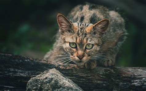 Download wallpapers European wildcat, forest, wildlife, big green eyes ...