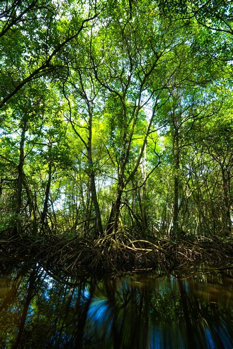 The Communities Reforesting Timor-Leste - Pelorus Foundation