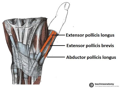 Anatomical Snuff Box Tendons Medical Anatomy Upper Limb Anatomy | The Best Porn Website