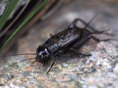 A Guide To Field Crickets In Quad City | Quik-Kill Pest Eliminators