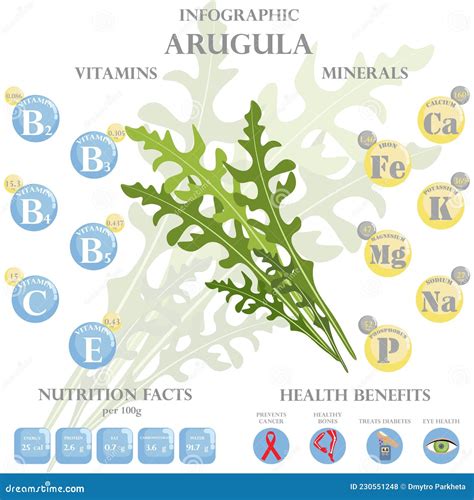 Arugula Nutrition Facts and Health Benefits Infographic Stock Vector ...