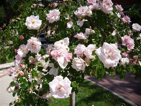 New dawn climbing rose, Climbing roses, Heirloom roses