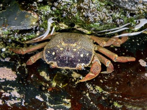 Common shore crab stock image. Image of indian, pool - 53997699