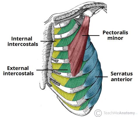 Thoracic Muscles - Attachments - Actions - TeachMeAnatomy