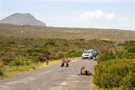 South Africa's Table Mountain National Park beefs up security ahead of ...