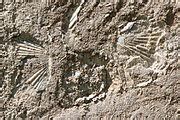 Category:Fossils of Hungary - Wikimedia Commons