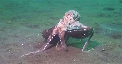 Incredible Octopus Behavior Nearly Caused Scientist To Drown From Laughing - The Dodo