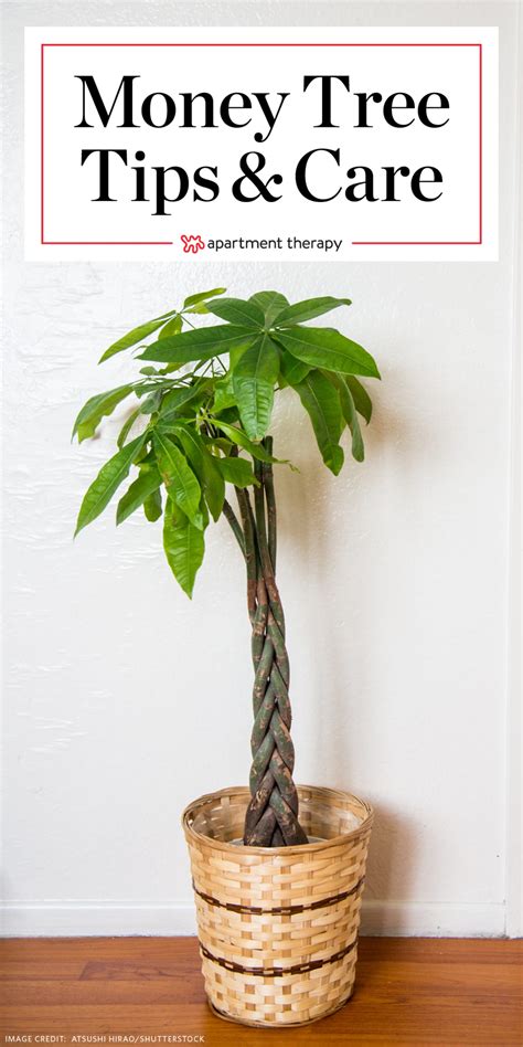 Money Tree Plant Care - Growing Plants Indoors | Apartment Therapy