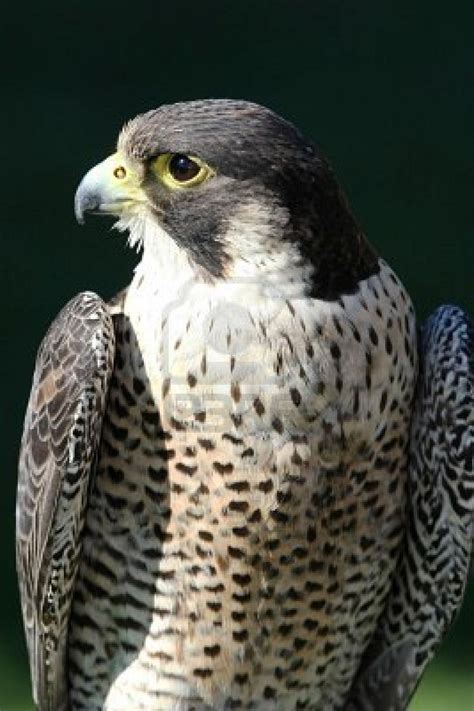 17 Best images about Falcon - bird of pray - my favorite on Pinterest ...