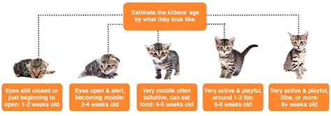 Kitten Teeth Age Chart