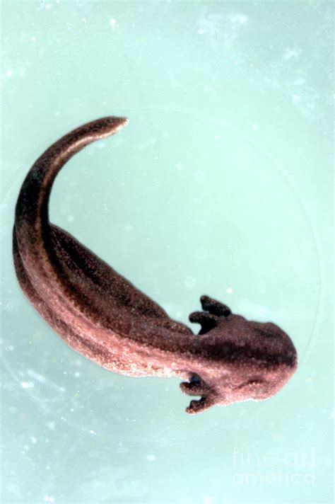 Tadpole Just Before Hatching Photograph by Dr Keith Wheeler/science Photo Library | Fine Art America