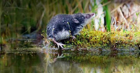 Eurasian Water Shrew Facts: They're Excellent Hunters Underwater - Odd ...