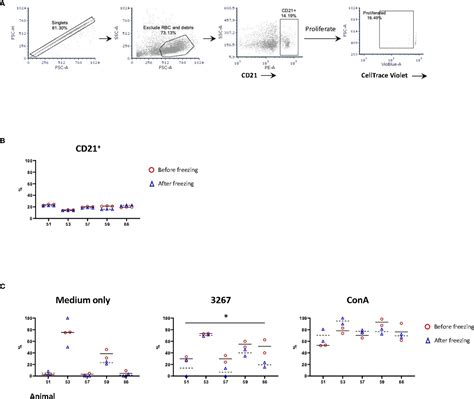 Frontiers | Impact of Cryopreservation on Viability, Phenotype, and ...