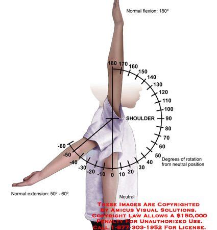 extension – Anatomy Exhibits